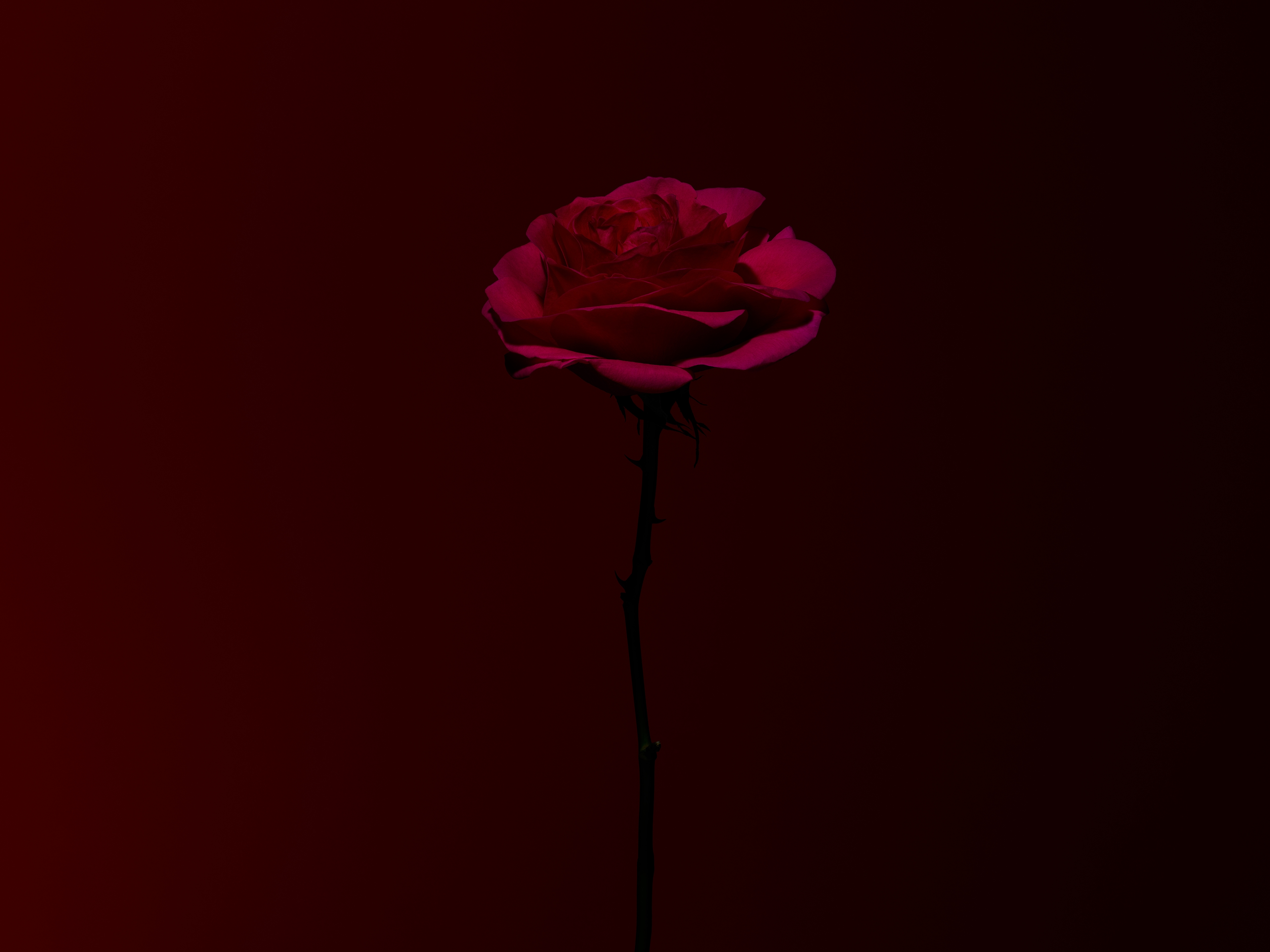 Rose background